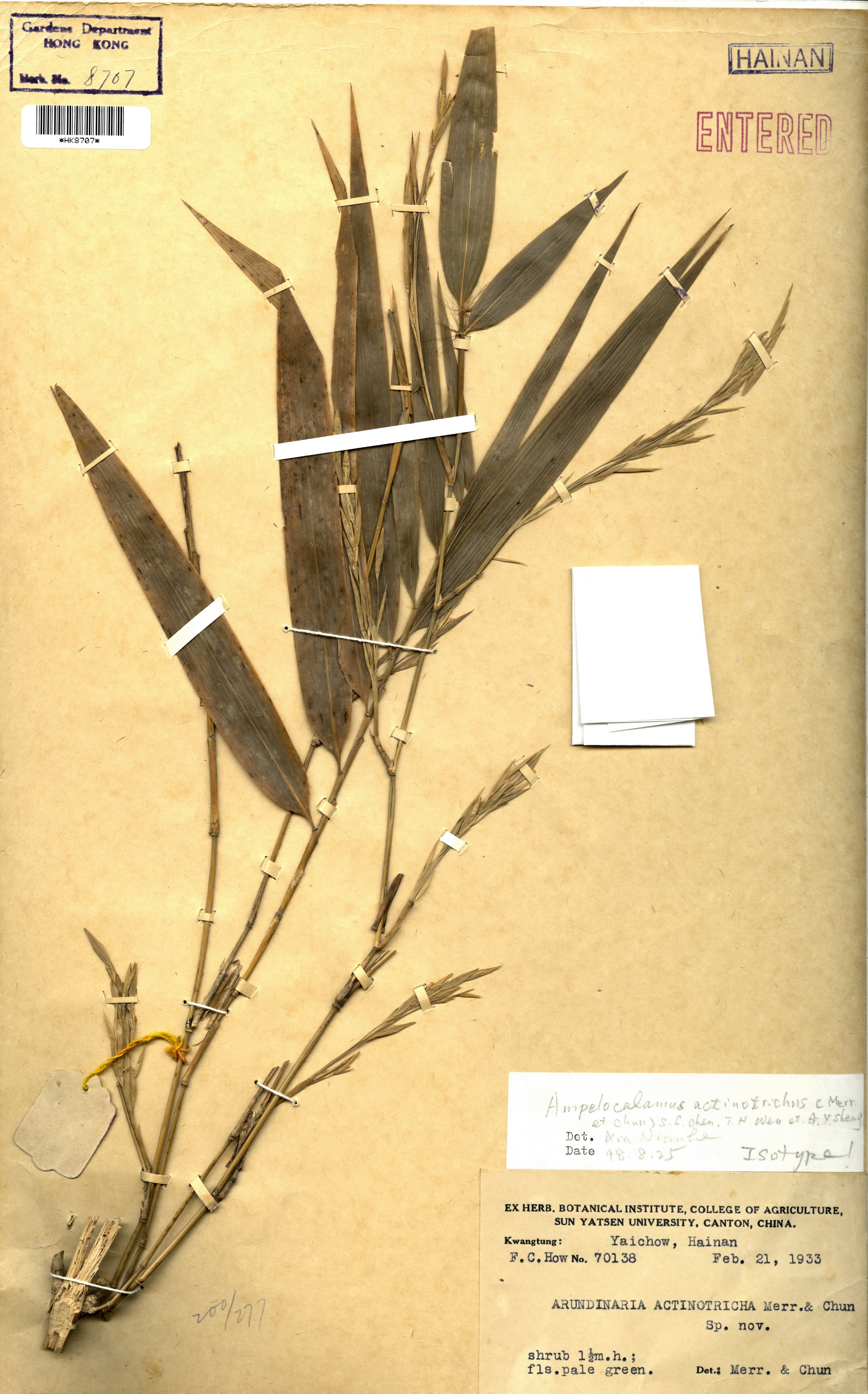  Ampelocalamus actinotrichus (Merr. & Chun.) S.L. Chen, T.H. Wen et G.Y. Sheng